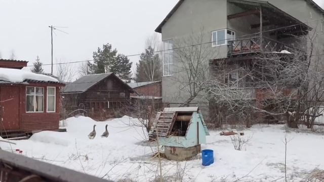Две Гусыни пополняли наше хозяйство смотреть онлайн