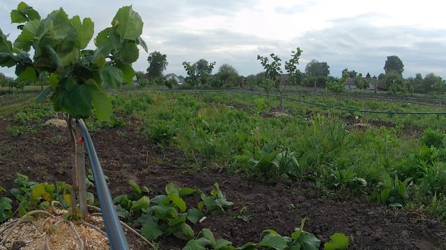 Рабочие будни в маточном саду фундука смотреть онлайн