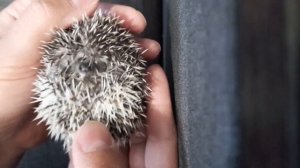 Как развернуть ёжика, не травмируя его и его иголки. #раскрытиеежа #ёж #ежата