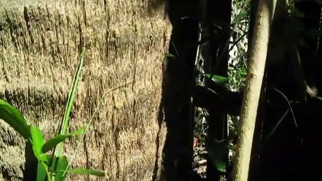 Calamus Caryotoides Palm