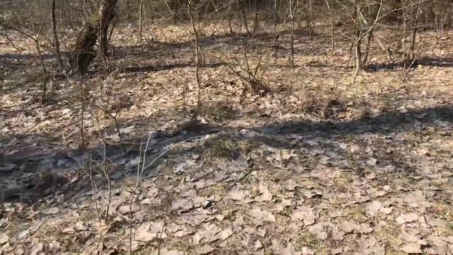 ГДЕ НАЙТИ СОСНЫ - ПЕРЕСАДКА СОСНЫ Своими Руками смотреть онлайн