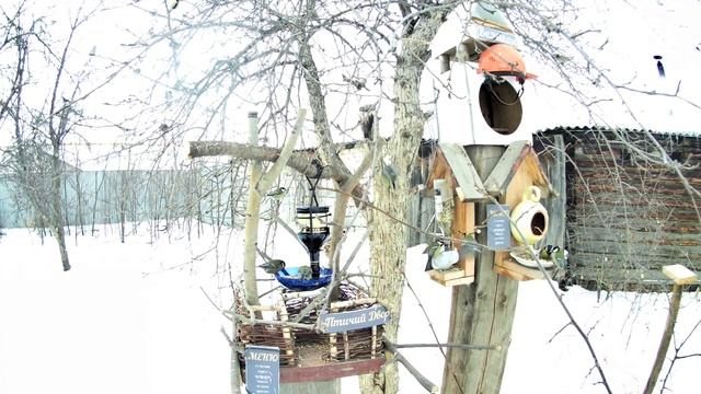 13.01.2020 у птиц праздник День Активности. Открытие кормушек для птиц Великан и Птичий Двор смотреть онлайн