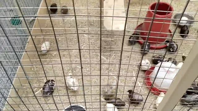 Виргинский перепел. смотреть онлайн