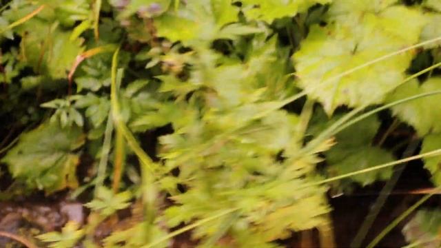 Синевир. Закарпатье. смотреть онлайн