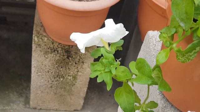 Petunia Blanca II, White Petunia II, व्हाइट पेटुनिया II, সাদা পেটুনিয়া II, Petúnia Branca II смотреть онлайн
