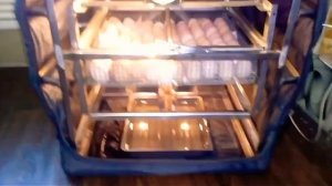 Инкубация куриных яиц)) Инкубатор ТГБ 280 закладка яиц)) переделка инкубатора