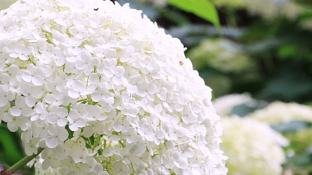 Как размножить гортензию черенками – пошаговая инструкция для новичков ? смотреть онлайн