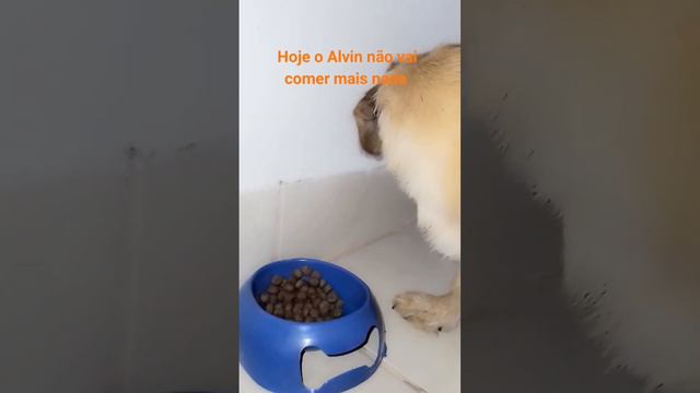 um dia antes da castração do Alvin #pets #viral #filhotes смотреть онлайн