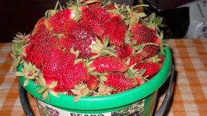 ты любишь земляничку,а я люблю клубничку