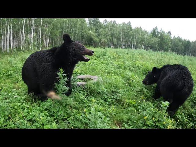 Медведи куда-то бегут. смотреть онлайн