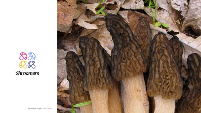 Black morel (Morchella elata) | Lookalikes | Practical Short Profile | Shroomers смотреть онлайн