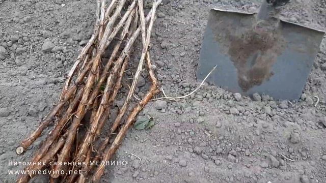 О высадке крыжовника в поздние сроки
