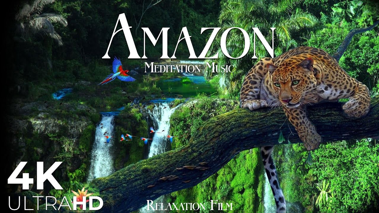 Amazon Rainforest Wildlife Meditation Relaxing Music Nature Sounds