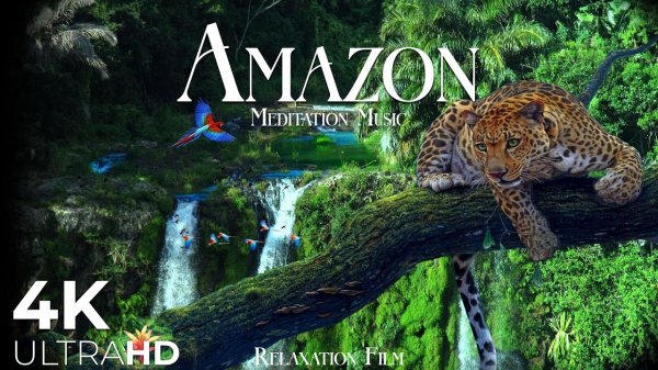 Amazon Rainforest Wildlife Meditation Relaxing Music Nature Sounds
