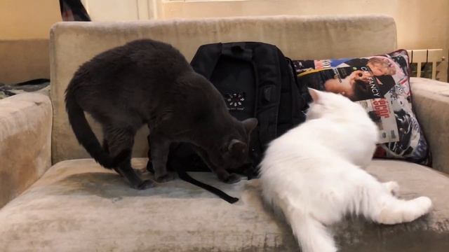 Caught On Camera Cat Couple Playing! смотреть онлайн