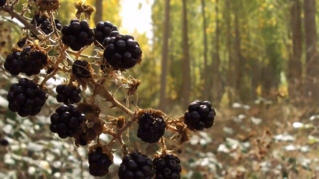 ????? #Природа .Лесная прогулка.#Nature#Forest Walk