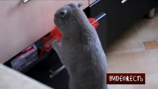 Кот! Прикол! Слабонервным не смотреть! Ахах смотреть онлайн