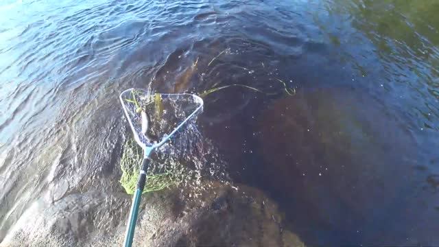 РЫБАЛКА НА ТАЕЖНОЙ РЕКЕ / ХАРИУС, ЩУКА, ОКУНЬ НА СПИННИНГ РЫБАЛКА В КАРЕЛИИ смотреть онлайн