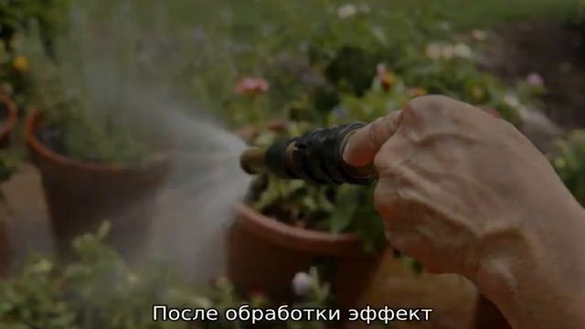 Паутинный клещ на розах: как бороться с вредителем смотреть онлайн