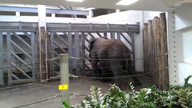 Tallinn Zoo. Elephant sleeping standing still -- Таллинский зоопарк. Слон спит стоя. смотреть онлайн