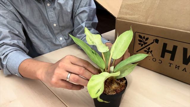 Plant Unboxing from BWH Plant Co - Philodendron Snow Drift and Alocasia Morocco смотреть онлайн