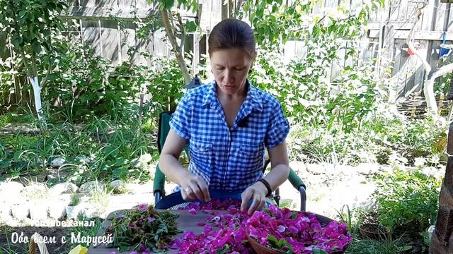 ЗАГОТОВКА ЦЕННОГО ЧАЯ ИЗ ДИКОЙ РОЗЫ смотреть онлайн