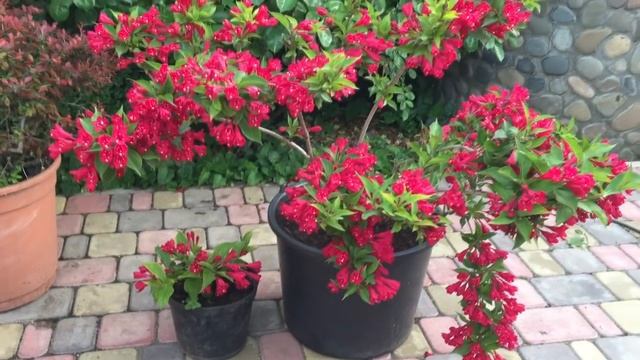 Выращивание ВЕЙГЕЛЫ в контейнере. смотреть онлайн