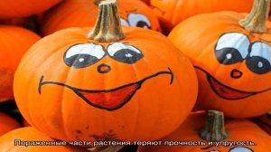 Опасные болезни тыквы: описание и методы борьбы