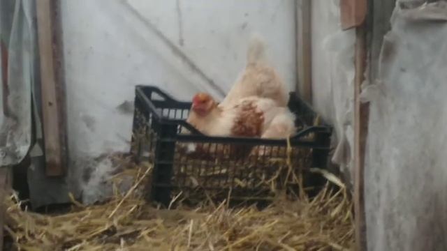 КУРЫ И УТКИ ЖИВУТ В ХОЛОДНОМ ПОМЕШЕНИИ)))///НА 1(ОДНОГО) 11ШТУК///СЕРИЯ #173///