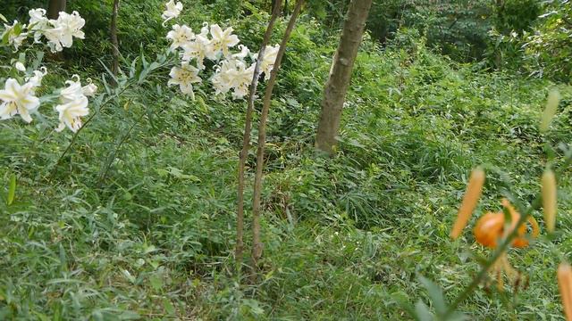 GH2 Ilium Lancifolium And Lilium Auratum At SengenYama Park.(鬼百合、山百合　浅間山公園）