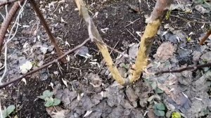 Садовый вар. //Мыши погрызли яблони.