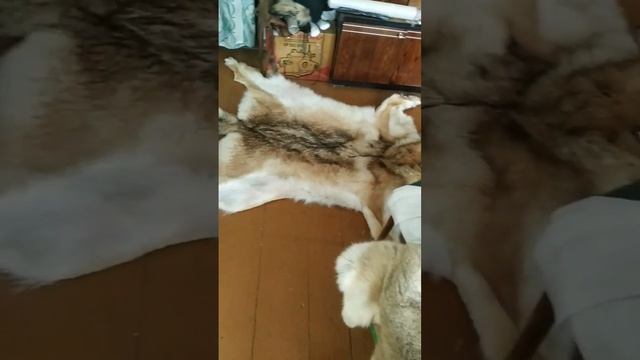 продам ковер из шкуры матёрого волка. смотреть онлайн