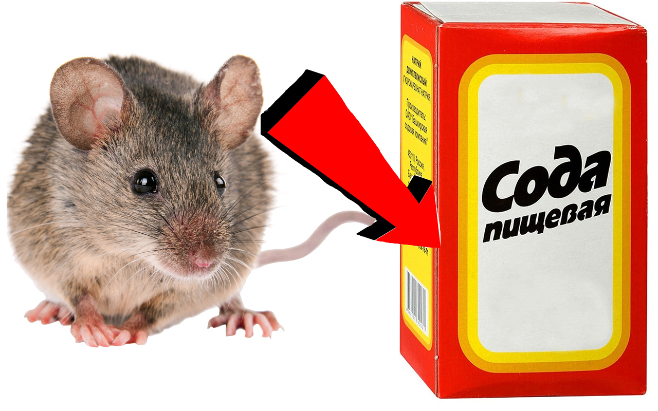 Как избавиться от крыс в частном доме навсегда смотреть онлайн