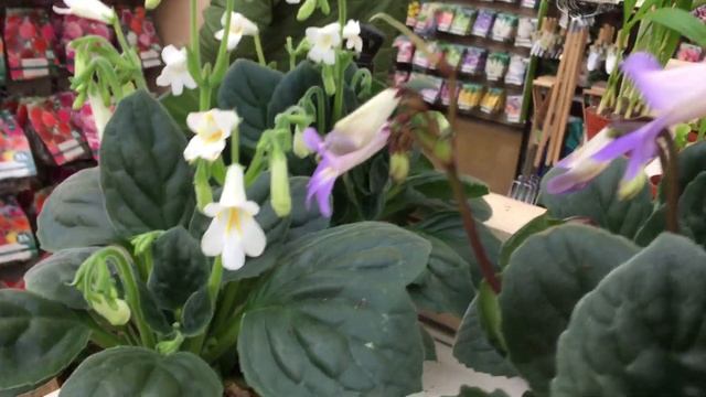 Примулины, Хириты / Primulina, Chirita смотреть онлайн