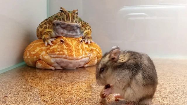 лягушка пакман / атаки хомяка / живое кормление смотреть онлайн