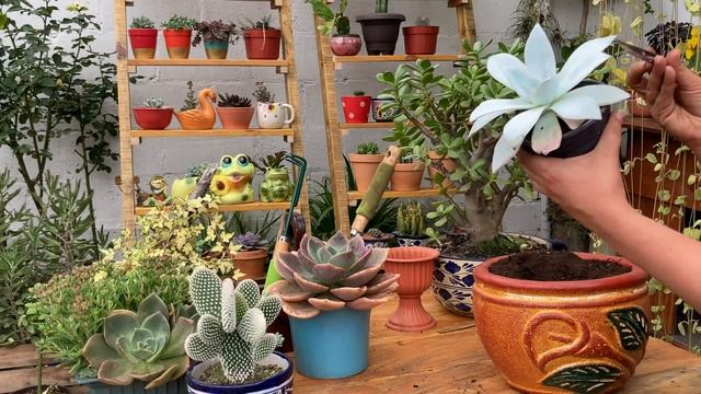 Echeveria Cante. una de las Suculentas mas hermosas que existen смотреть онлайн