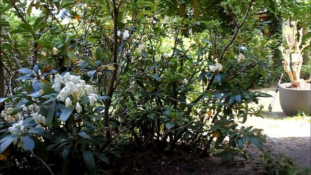 Rhododendron radikal runter schneiden | Rhododendron schneiden | Rhododendron düngen - NewWonder555 смотреть онлайн