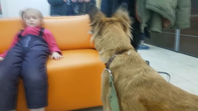 ЖЕНЯ ПОМОГАЕТ ДОКТОРУ ДЕЛАТЬ УКОЛ ПРИВИВКУ СОБАКЕ смотреть онлайн