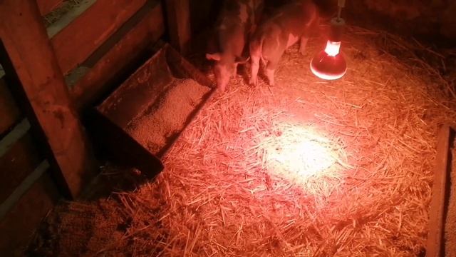 Поросята породы Пьетрен ?#пьетрен #поросята смотреть онлайн