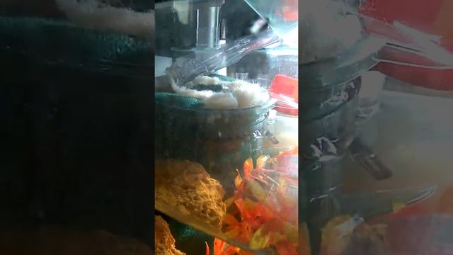 Морской аквариум, бесплатный,! Эксперимент! смотреть онлайн