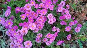 Астра Альпийская многолетняя