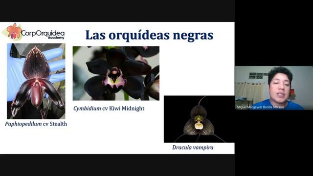 LaS OrquídeaS NegraS- Nunca pares de aprender con CorpOrquídea смотреть онлайн