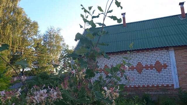 Красивые лианы в саду. Жимолость. смотреть онлайн