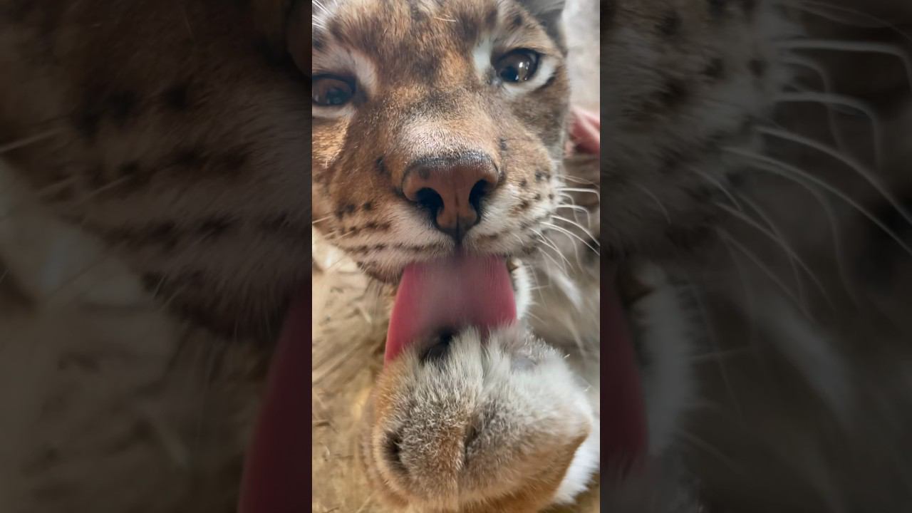 Рысь Марс 5 лет! Утро именинника! #рысь #супермарс #бобкеттв #lynx #pet #supermars #рысьмарс