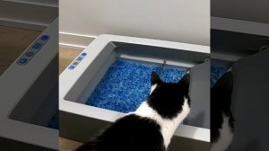 Автоматический лоток для кошки