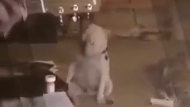 Умная собака смотреть онлайн