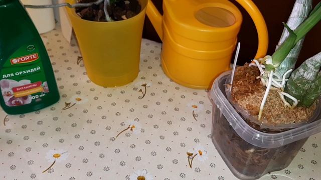 Полив Орхидей с Органическим Удобрением БиоМастер | Cyc. Taiwan Gold Orange | Phal. Yellow Harlequi