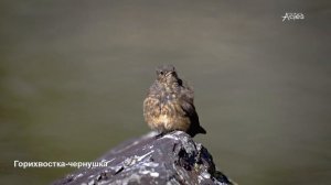 Горихвостка чернушка