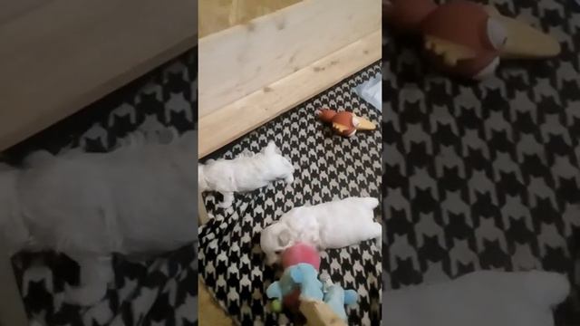 Щенки бишон фризе(1) смотреть онлайн