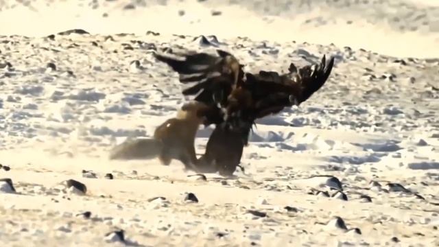 БЕРКУТ — крупнейший орел, нападающий на людей и оленей. Беркут против кабана, волка и лисы. смотреть онлайн